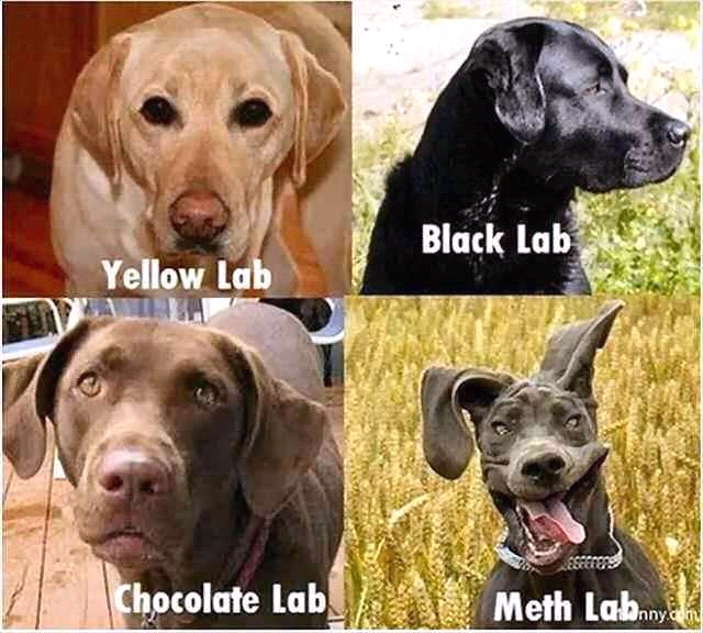 Dog Lab