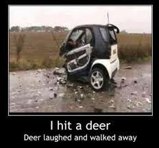 Hit a Deer